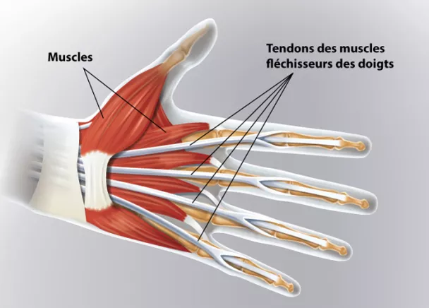 Muscle extenseur des doigts [Anatomie] 