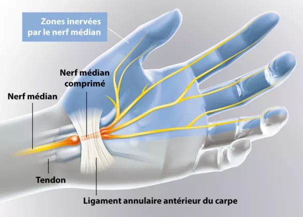 – Anatomie de la main, mouvement du pouce et du poignet