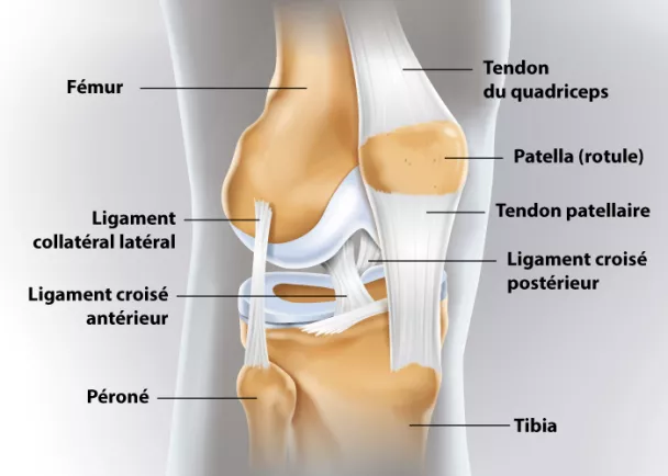 Entorse du genou Rupture des ligaments du genou Ramsay Sant